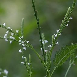 Verbena urticifolia (white vervain)